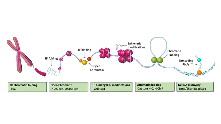 The Functional Genetics Laboratory research focus
