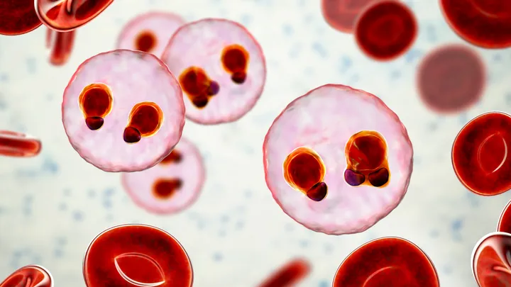 New malaria drug candidate shows early promise in human study
