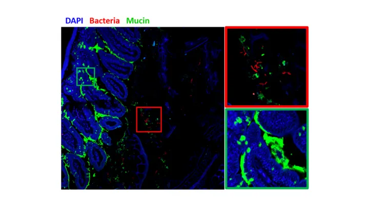 DAPI - Bacteria - Mucin