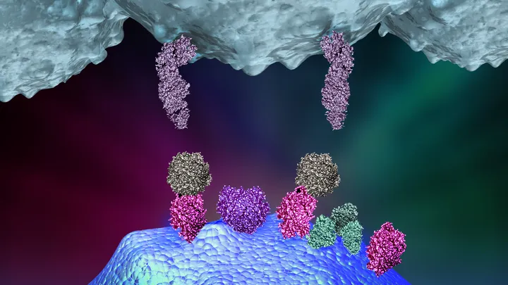 The Molecular Immunology Laboratory - web graphic