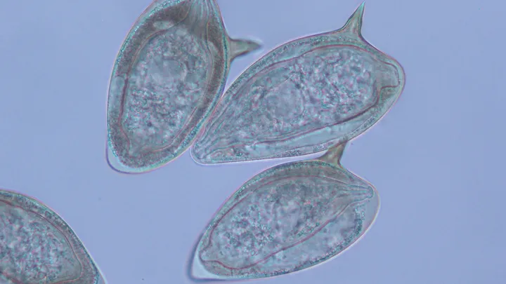 The Molecular Parasitology Laboratory - web graphic