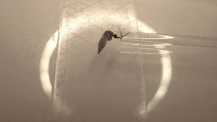 Mosquito expectorating Saliva