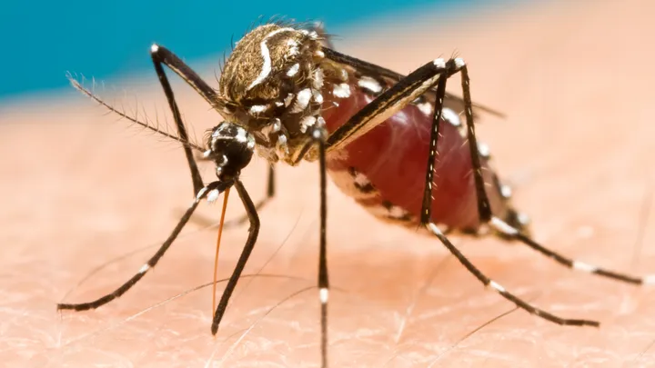 Other mosquito-borne diseases - web graphic