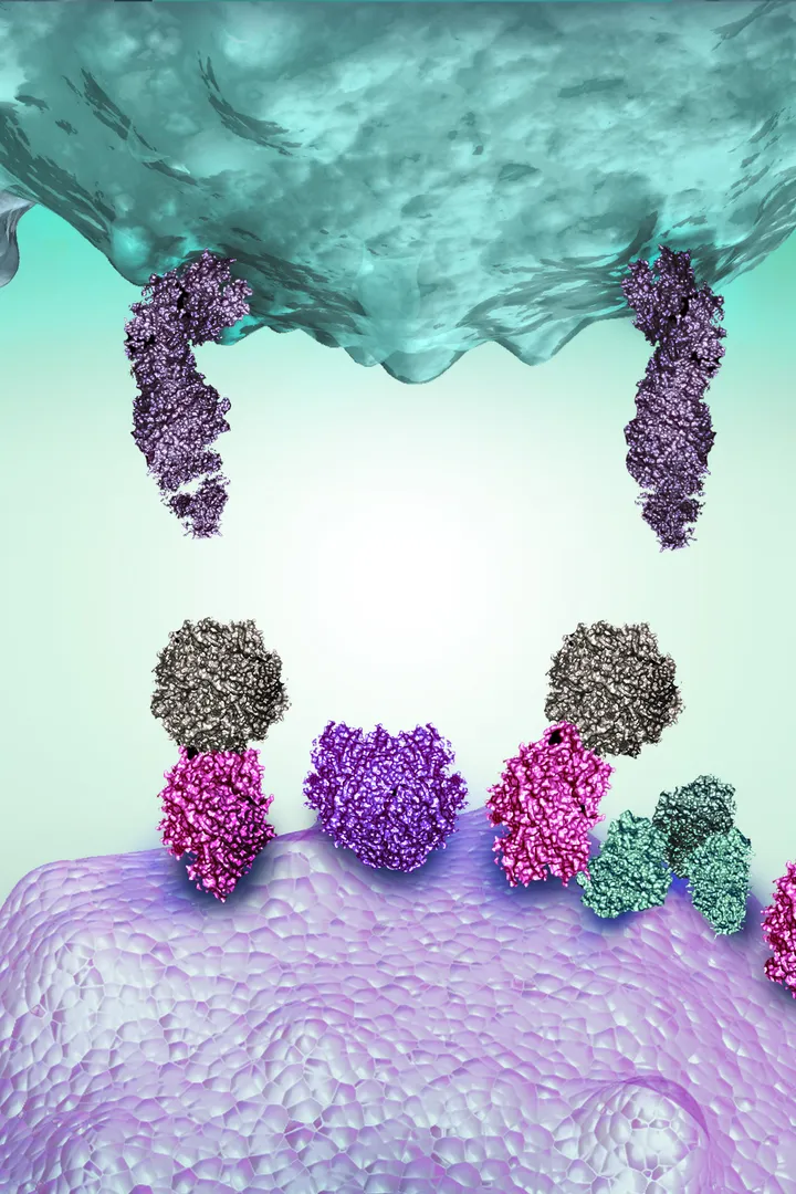 Cell mechanisms
