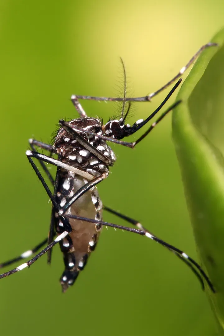 Aedes Aegypti