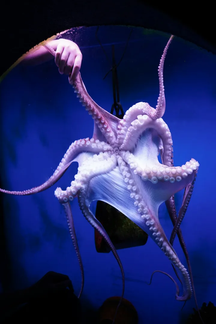 An octopus