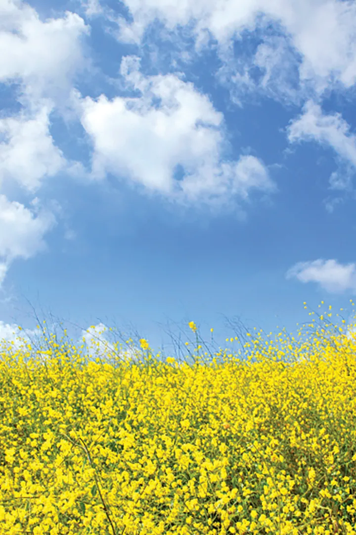 Flowers in a field