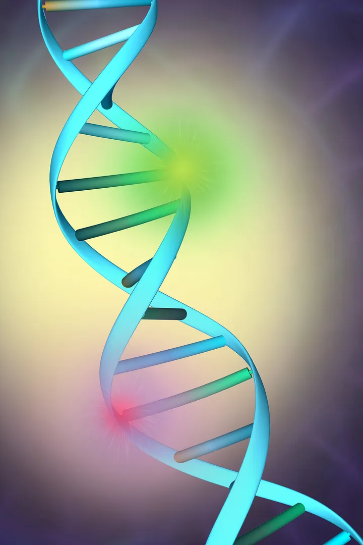 A DNA double helix
