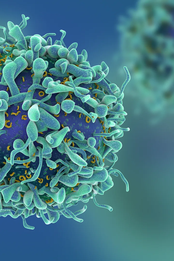 Cytomegalovirus cell
