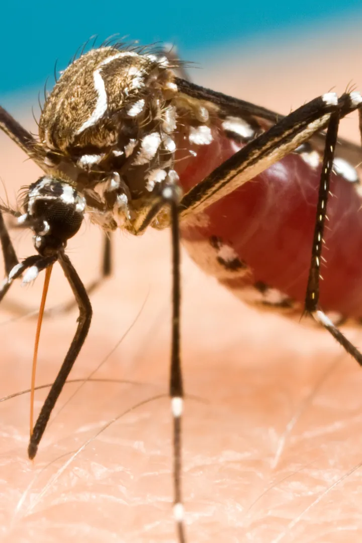 A mosquito drinking blood