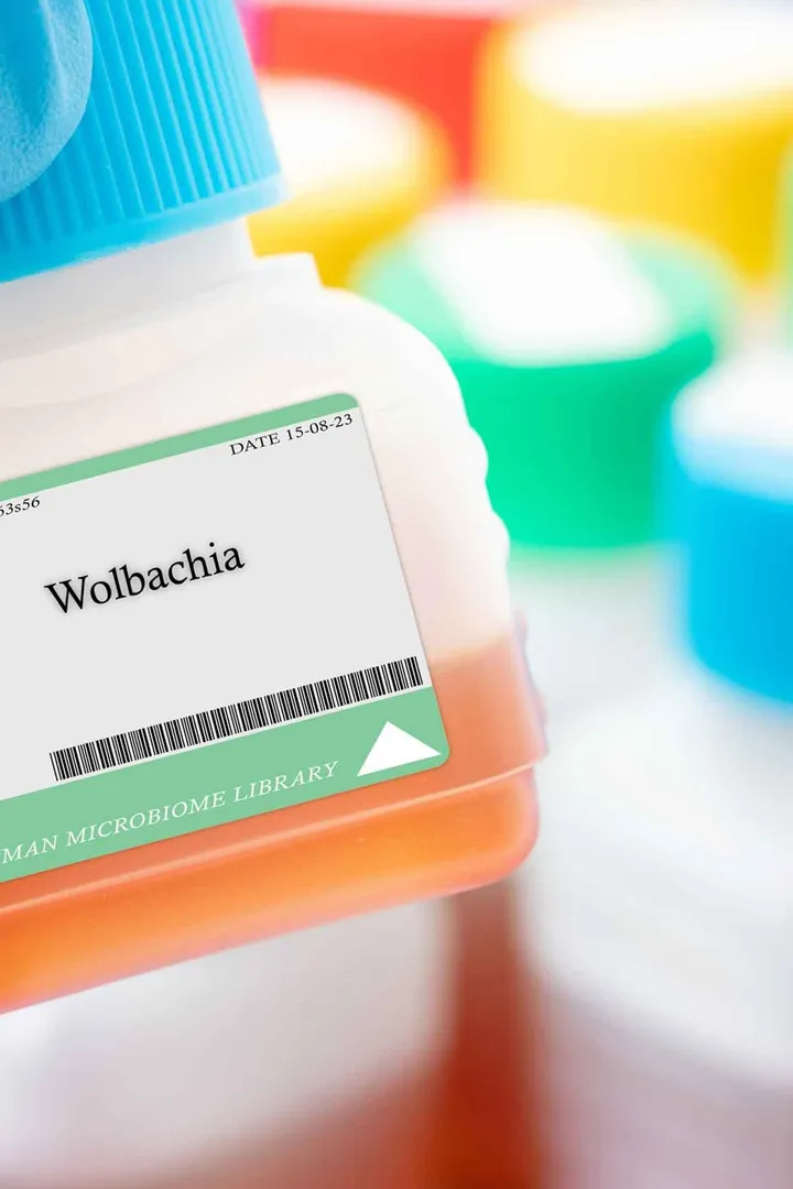 Wolbachia 