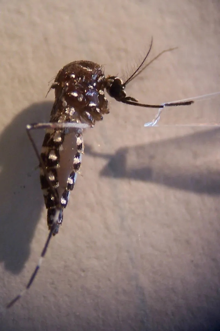 A mosquito