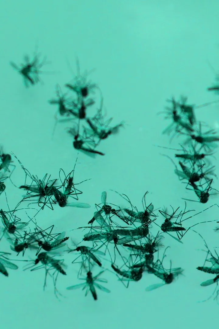 Dengue fever - web graphic