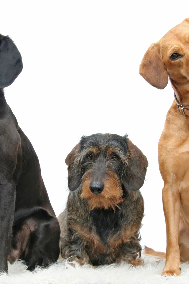 Dogs
