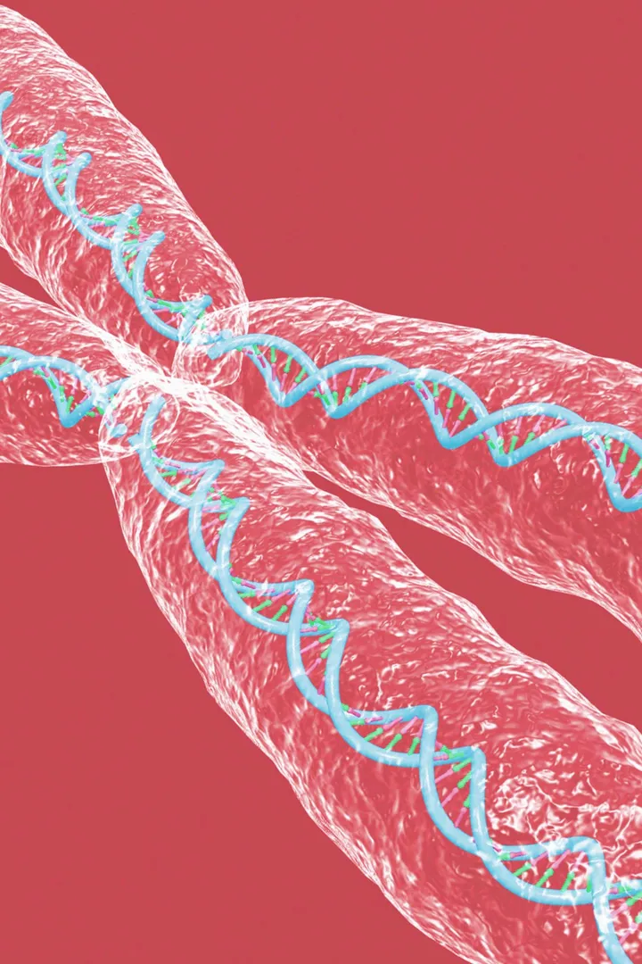 A human chromosome