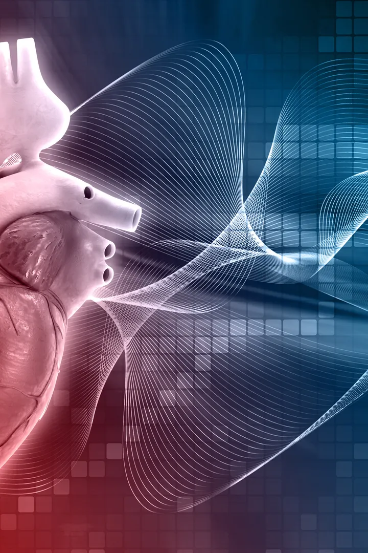 A human heart - Cardiac Drug Discovery Laboratory 
