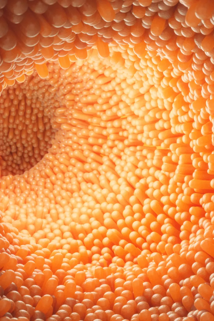 The inside of a colon