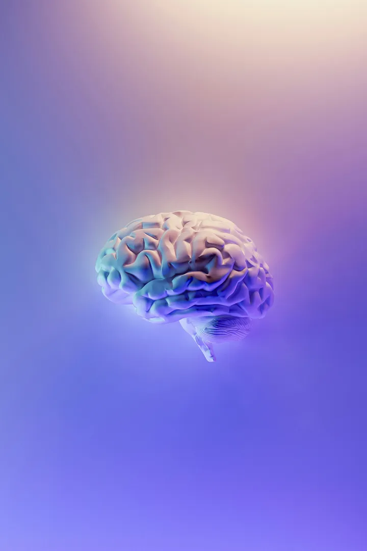 An image of a human brain
