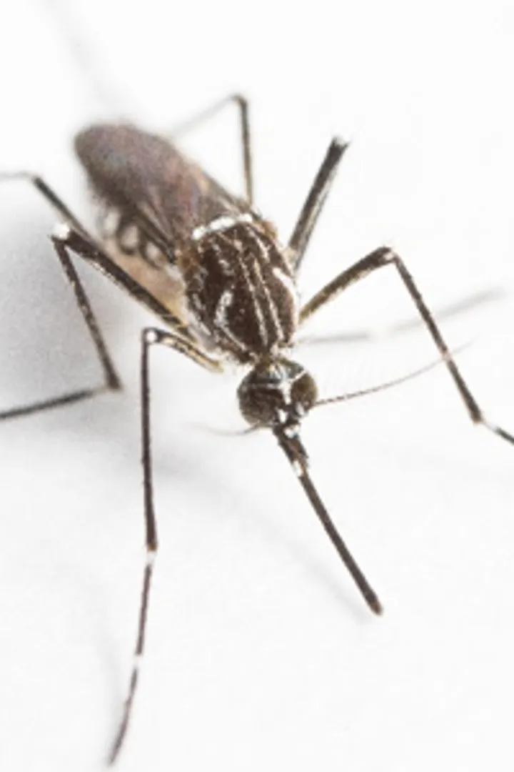 Aedes aegypti mosquito