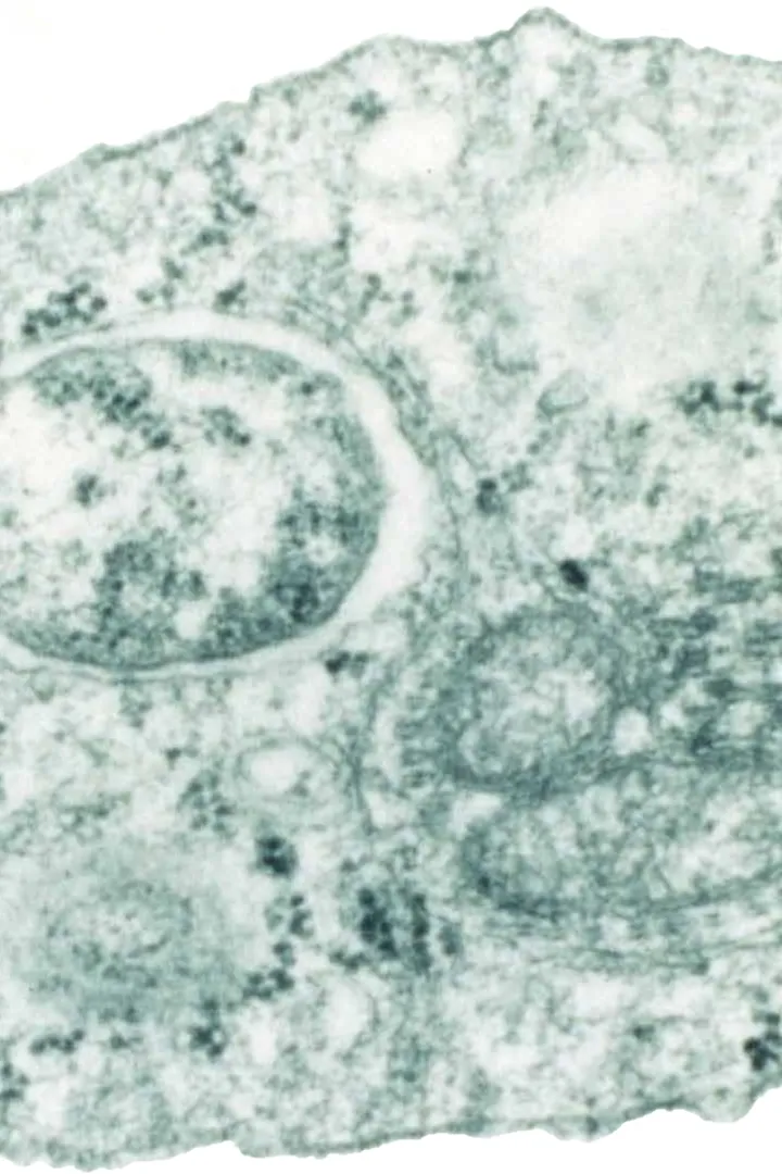 Wolbachia