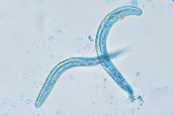 The Molecular Parasitology Laboratory - strongyloides