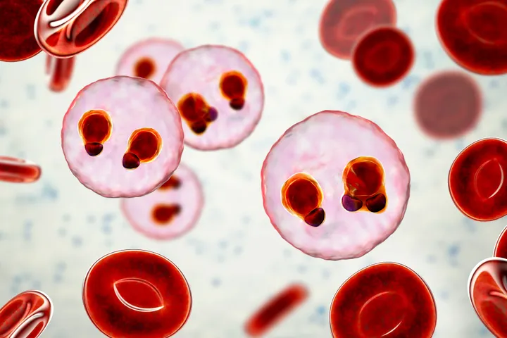 Malaria infection in blood cells