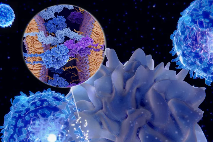 The Antigen Presentation and Immunoregulation Laboratory  web graphic