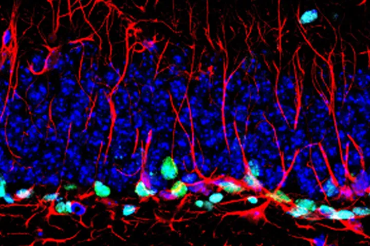The Cancer Neuroscience Laboratory - web graphic