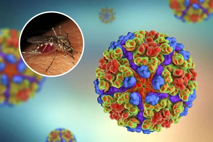 The Emerging Viral Diseases Laboratory - chikingunya virus