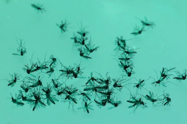 Dengue fever - web graphic