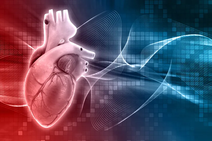 A human heart - Cardiac Drug Discovery Laboratory 