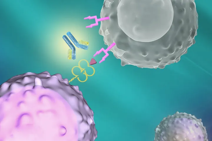 The Immunopathology Laboratory web graphic