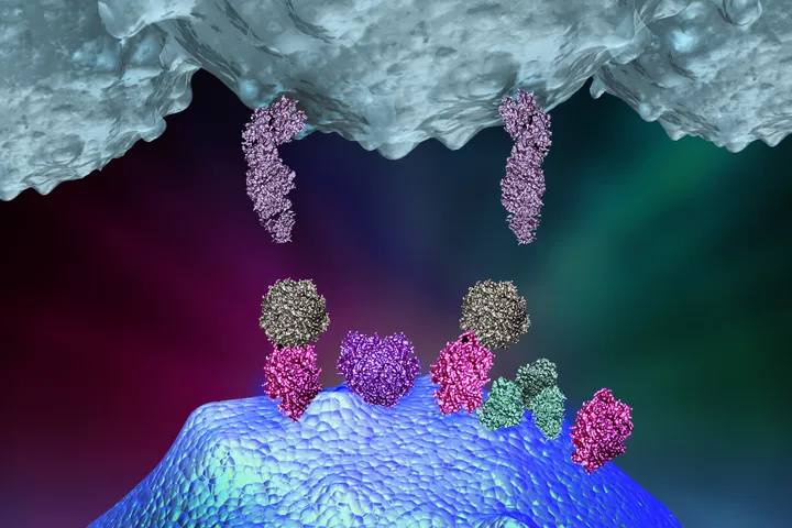 The Molecular Immunology Laboratory - web graphic