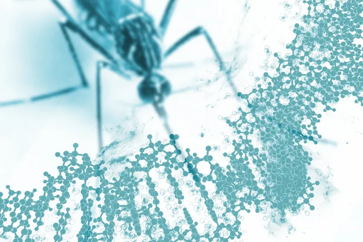 Mosquito Genomics Laboratory - web graphic