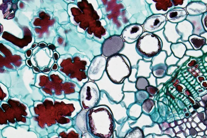 Barrier Immunity interim graphic