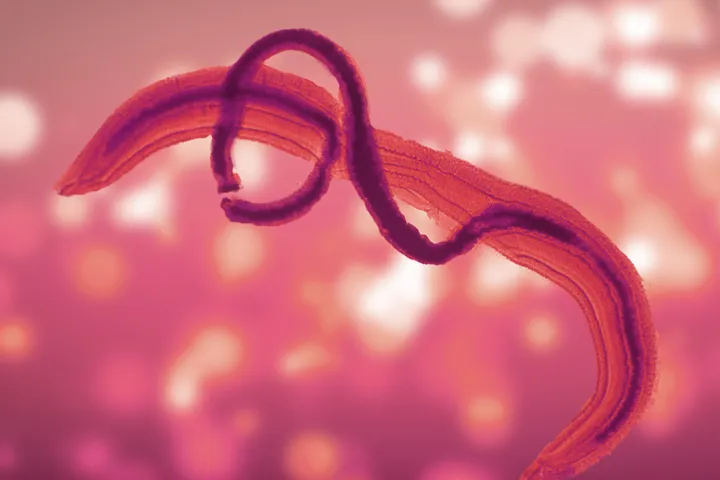 Schistosomiasis - graphic