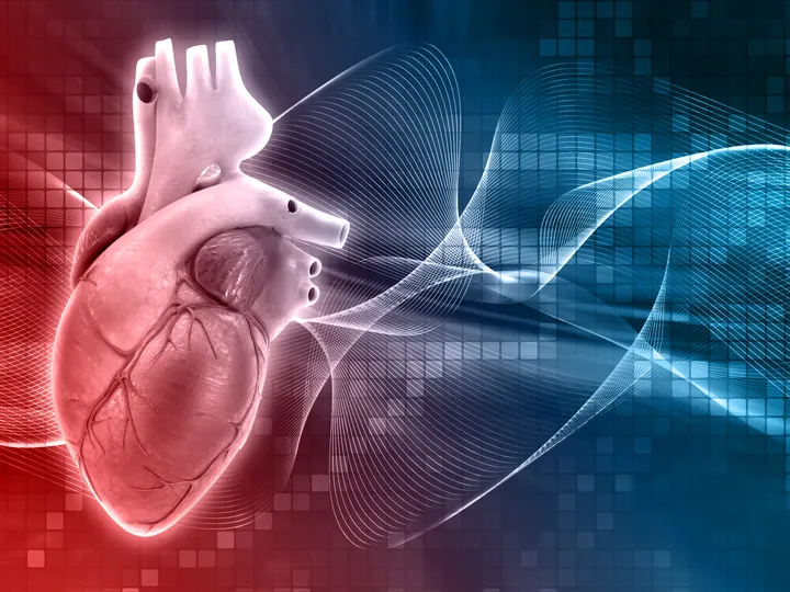 A human heart - Cardiac Drug Discovery Laboratory 