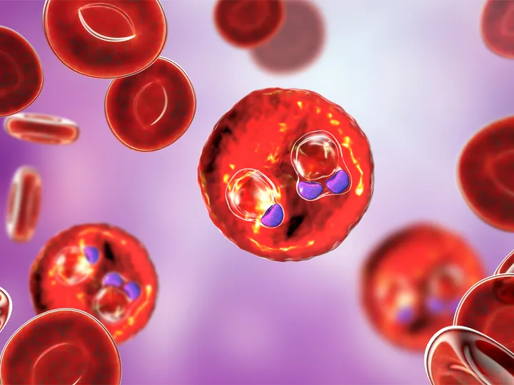 Malaria - infected blood cells