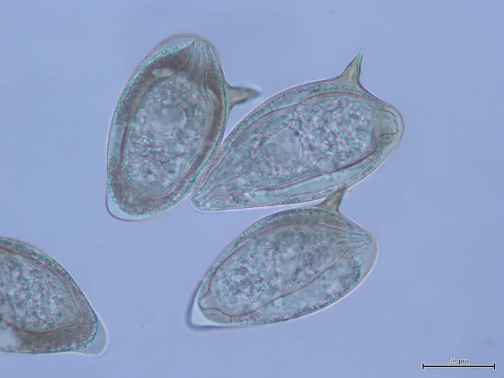 The Molecular Parasitology Laboratory - web graphic