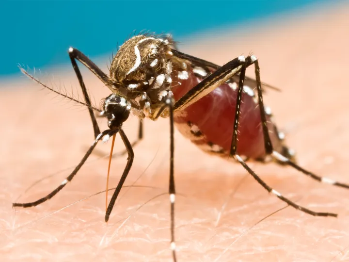 Other mosquito-borne diseases - web graphic