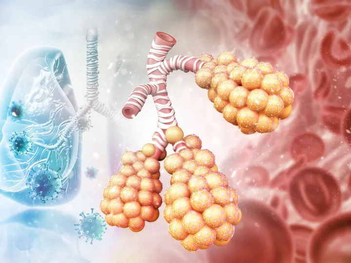 The Respiratory Immunology Laboratory - web graphic