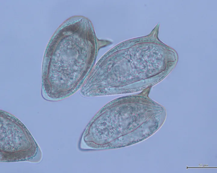 The Molecular Parasitology Laboratory - web graphic