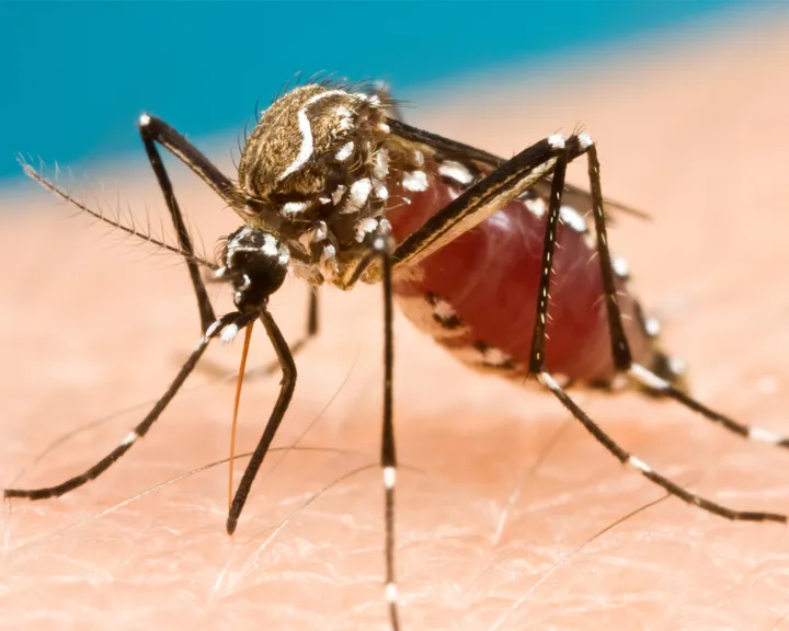 Other mosquito-borne diseases - web graphic