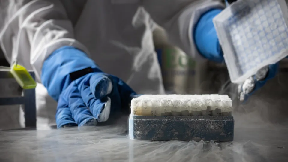 Cells in cold storage