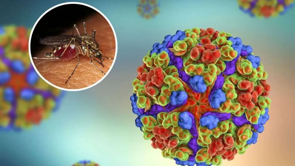 The Emerging Viral Diseases Laboratory - chikingunya virus