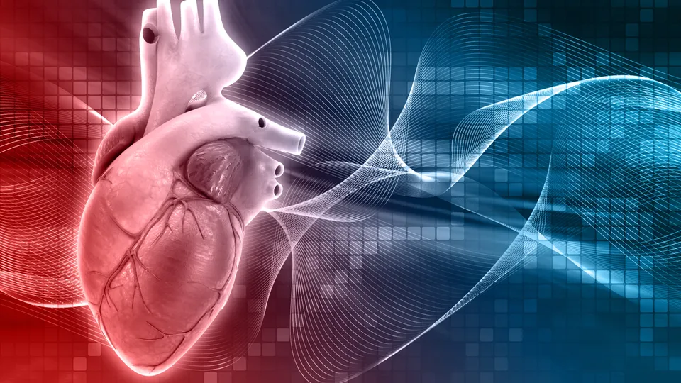 A human heart - Cardiac Drug Discovery Laboratory 