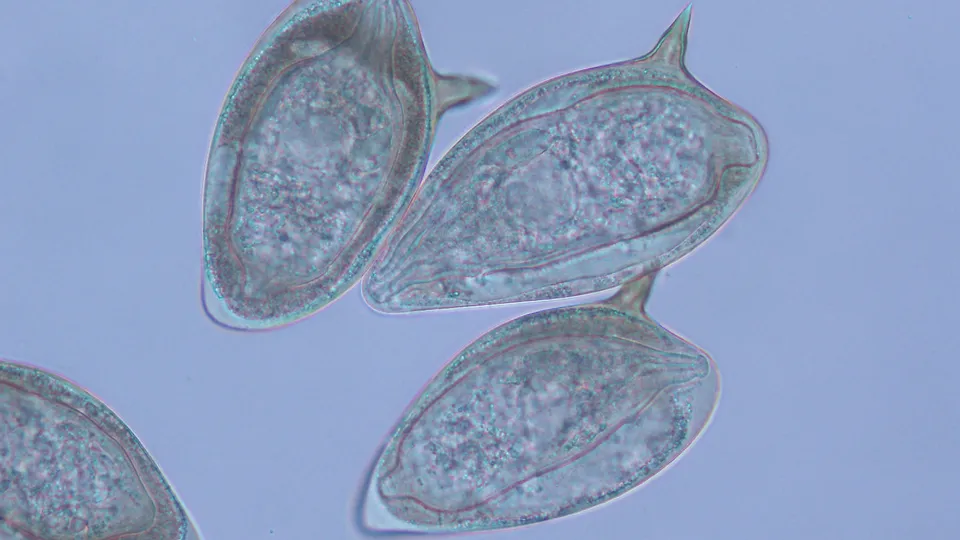 The Molecular Parasitology Laboratory - web graphic