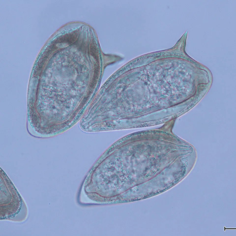 The Molecular Parasitology Laboratory - web graphic