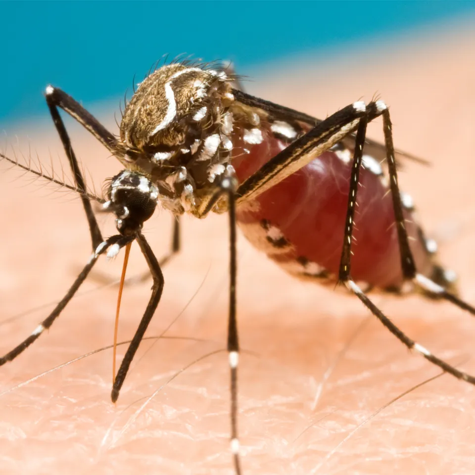 Other mosquito-borne diseases - web graphic